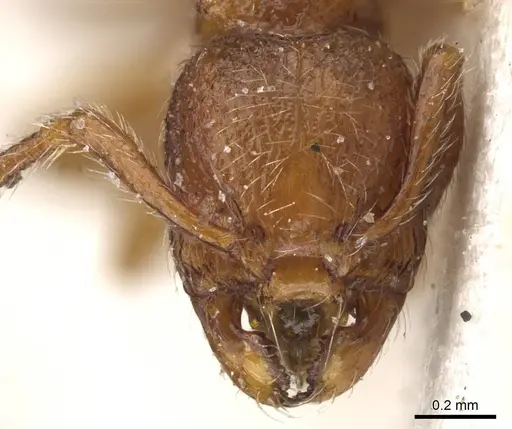 Myrmecina atlantis specimen CASENT0913027 image casent0913027_2
