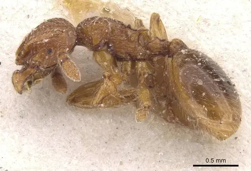 Myrmecina atlantis specimen CASENT0913027 image casent0913027_3