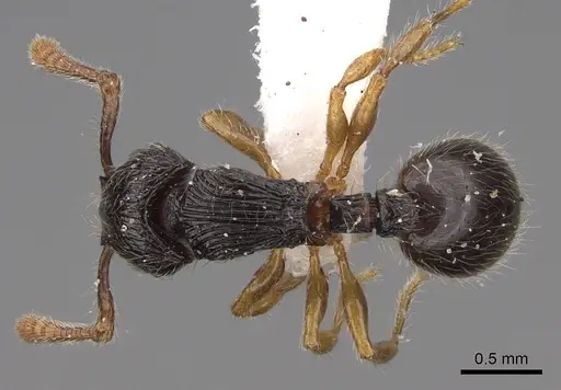 Myrmecina australis specimen CASENT0922971 image casent0922971_1