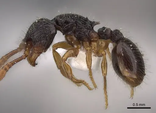 Myrmecina australis specimen CASENT0922971 image casent0922971_3