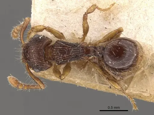 Myrmecina bandarensis specimen CASENT0908953 image casent0908953_1