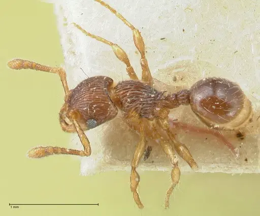 Myrmecina bandarensis specimen FOCOL1945 image focol1945_1