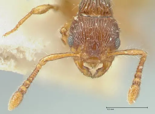 Myrmecina bandarensis specimen FOCOL1945 image focol1945_2