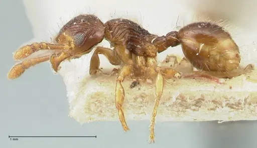 Myrmecina bandarensis specimen FOCOL1945 image focol1945_3