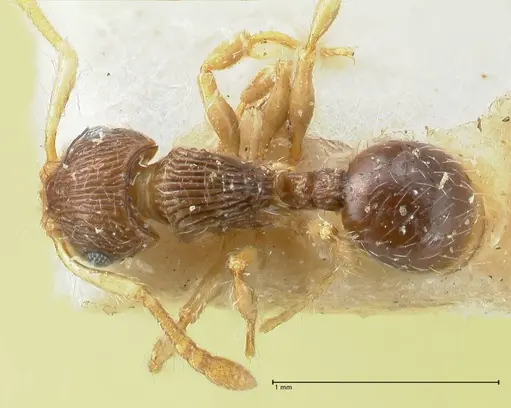 Myrmecina bandarensis specimen FOCOL1946 image focol1946_1