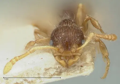 Myrmecina bandarensis specimen FOCOL1946 image focol1946_2