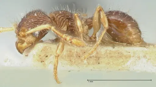 Myrmecina bandarensis specimen FOCOL1946 image focol1946_3