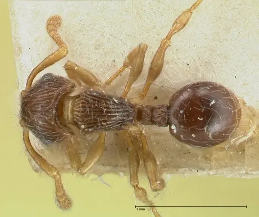 Myrmecina bandarensis specimen FOCOL1947 image focol1947_1
