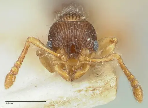 Myrmecina bandarensis specimen FOCOL1947 image focol1947_2