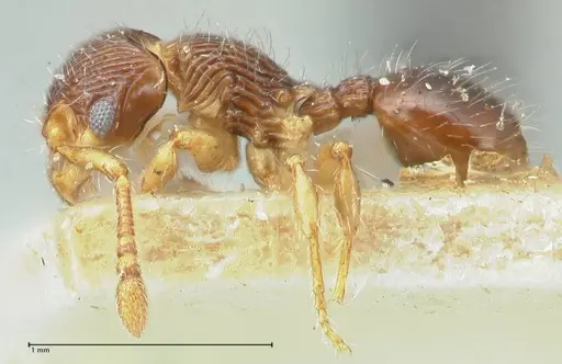 Myrmecina bandarensis specimen FOCOL1947 image focol1947_3