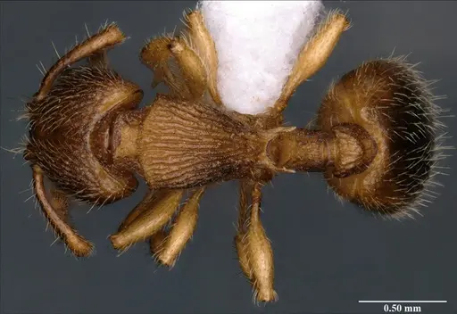 Myrmecina bawai specimen NBAIRHYM-FOR9421 image nbairhym-for9421_1