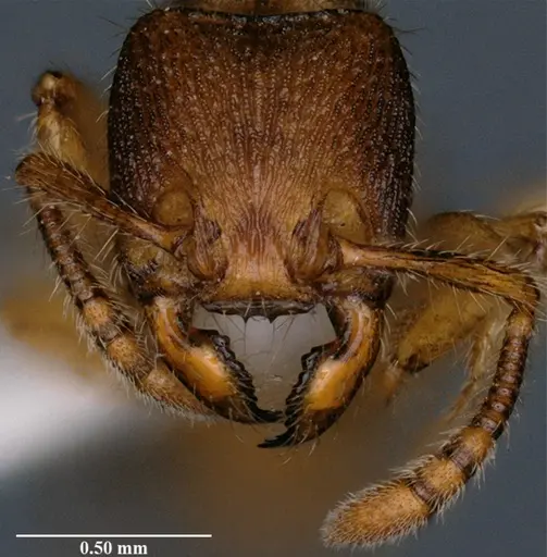 Myrmecina bawai specimen NBAIRHYM-FOR9421 image nbairhym-for9421_3