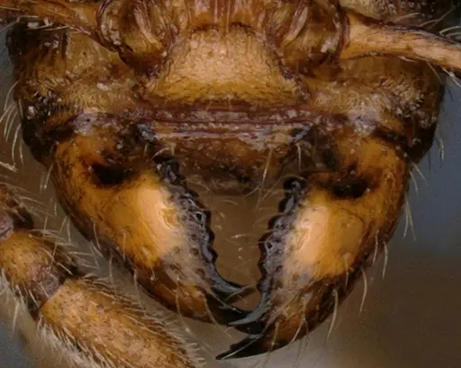 Myrmecina bawai specimen NBAIRHYM-FOR9421 image nbairhym-for9421_4