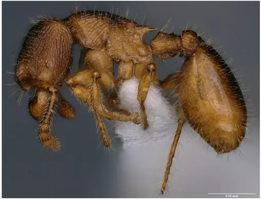 Myrmecina bawai specimen NBAIRHYM-FOR9421 image nbairhym-for9421_5