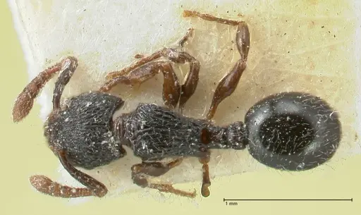 Myrmecina butteli specimen FOCOL1943 image focol1943_1