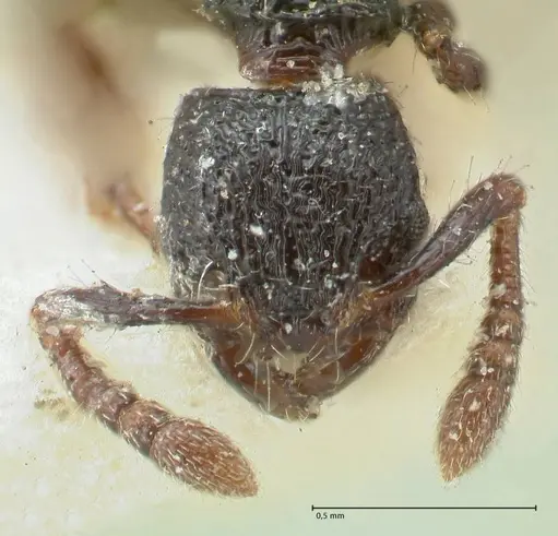 Myrmecina butteli specimen FOCOL1943 image focol1943_2