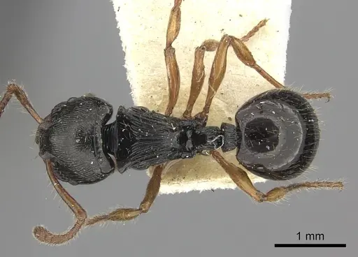 Myrmecina cacabau specimen CASENT0260381 image casent0260381_1