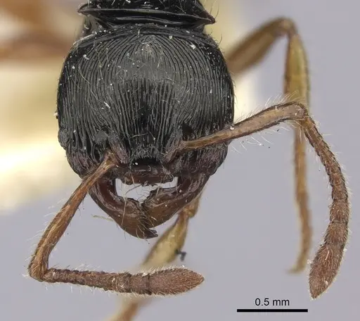 Myrmecina cacabau specimen CASENT0260381 image casent0260381_2