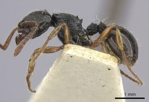 Myrmecina cacabau specimen CASENT0260381 image casent0260381_3