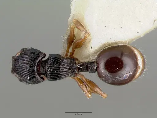 Myrmecina curtisi specimen CASTYPE06969 image castype06969_1