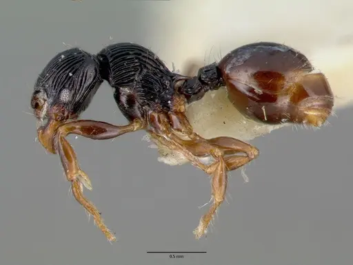 Myrmecina curtisi specimen CASTYPE06969 image castype06969_3