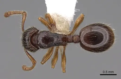 Myrmecina eruga specimen CASENT0922969 image casent0922969_1