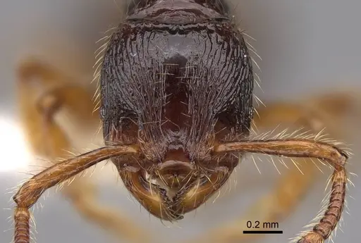Myrmecina eruga specimen CASENT0922969 image casent0922969_2