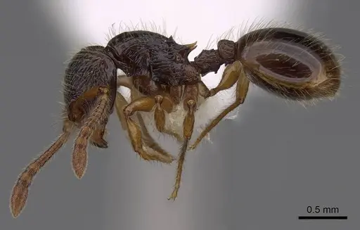 Myrmecina eruga specimen CASENT0922969 image casent0922969_3