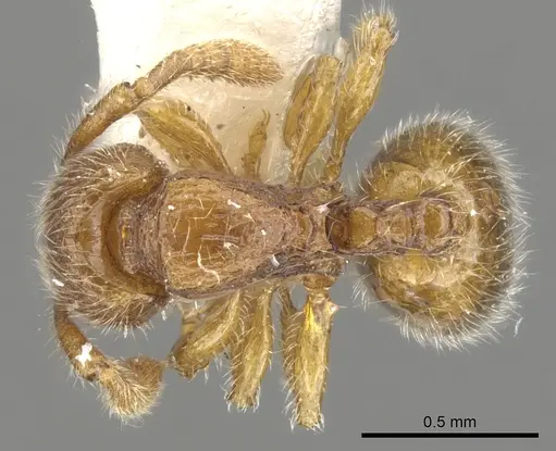 Myrmecina flava specimen CASENT0901732 image casent0901732_1