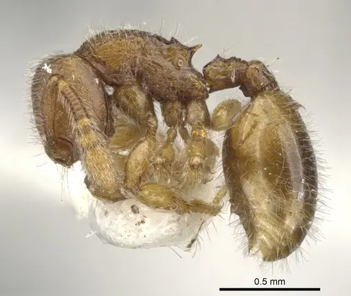 Myrmecina flava specimen CASENT0901732 image casent0901732_3