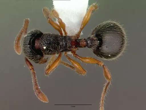 Myrmecina graminicola specimen CASENT0008643 image casent0008643_1