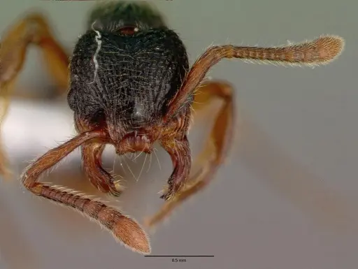 Myrmecina graminicola specimen CASENT0008643 image casent0008643_2