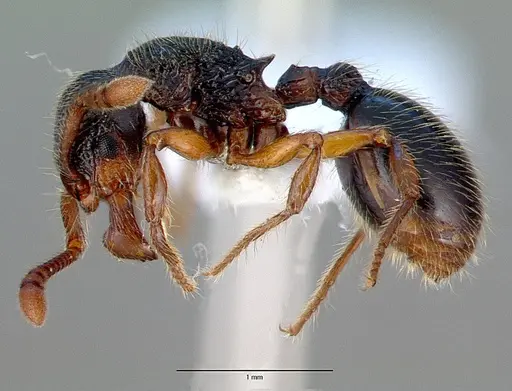 Myrmecina graminicola specimen CASENT0008643 image casent0008643_3