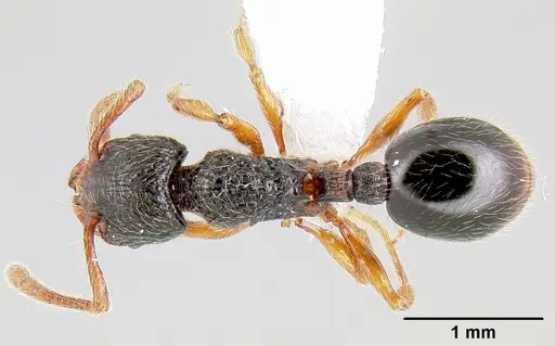 Myrmecina graminicola specimen CASENT0106054 image casent0106054_1