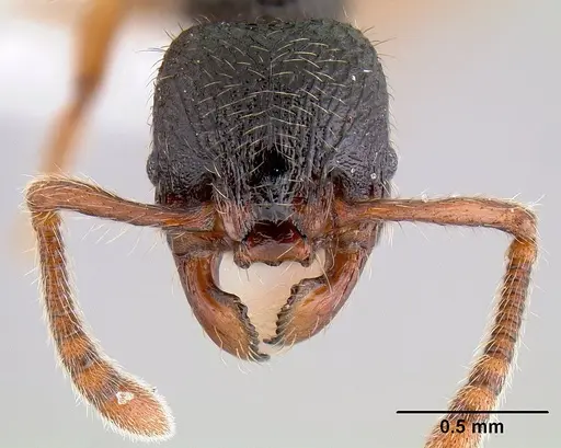 Myrmecina graminicola specimen CASENT0106054 image casent0106054_2