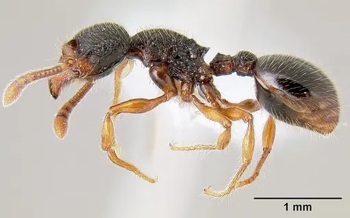 Myrmecina graminicola specimen CASENT0106054 image casent0106054_3