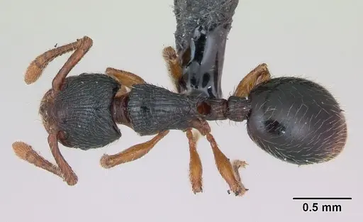 Myrmecina graminicola specimen CASENT0172708 image casent0172708_1