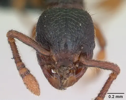 Myrmecina graminicola specimen CASENT0172708 image casent0172708_2