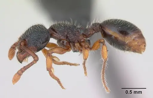 Myrmecina graminicola specimen CASENT0172708 image casent0172708_3