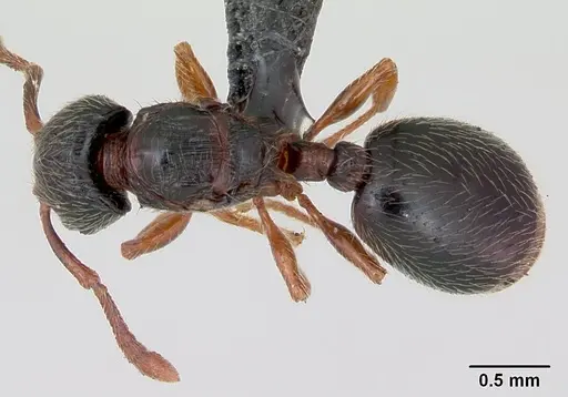 Myrmecina graminicola specimen CASENT0172709 image casent0172709_1