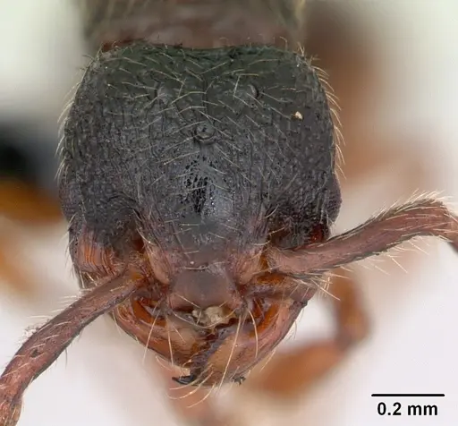 Myrmecina graminicola specimen CASENT0172709 image casent0172709_2