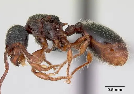 Myrmecina graminicola specimen CASENT0172709 image casent0172709_3