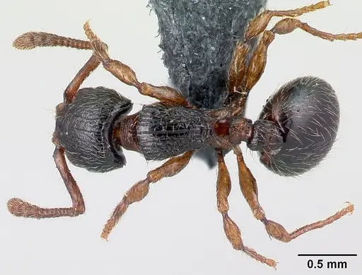 Myrmecina graminicola specimen CASENT0179938 image casent0179938_1