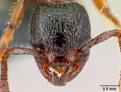 Myrmecina graminicola specimen CASENT0179938 image casent0179938_2