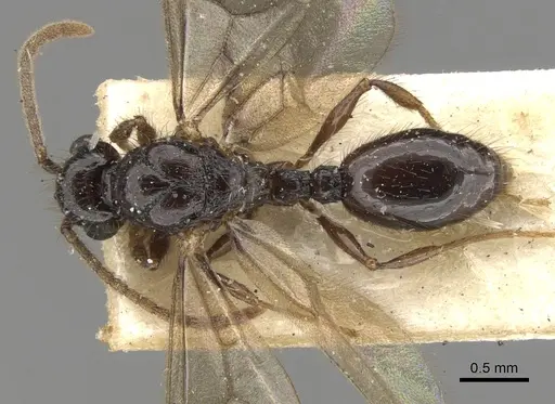 Myrmecina graminicola specimen CASENT0901734 image casent0901734_1