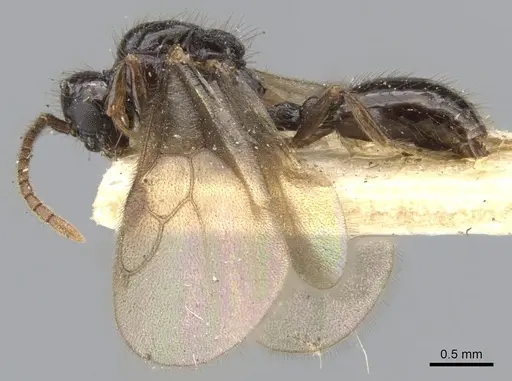 Myrmecina graminicola specimen CASENT0901734 image casent0901734_3