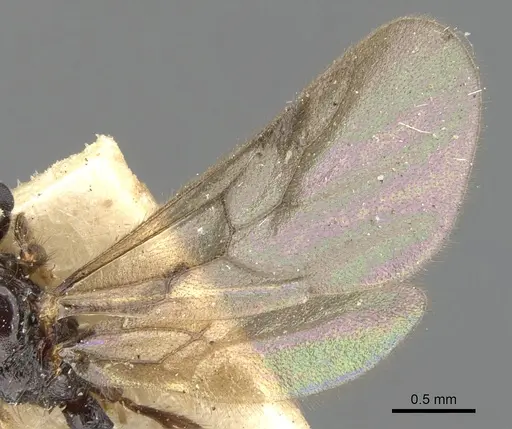 Myrmecina graminicola specimen CASENT0901734 image casent0901734_4