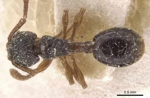 Myrmecina graminicola specimen CASENT0913028 image casent0913028_1