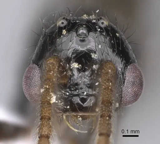 Myrmecina graminicola specimen CASENT0914243 image casent0914243_2