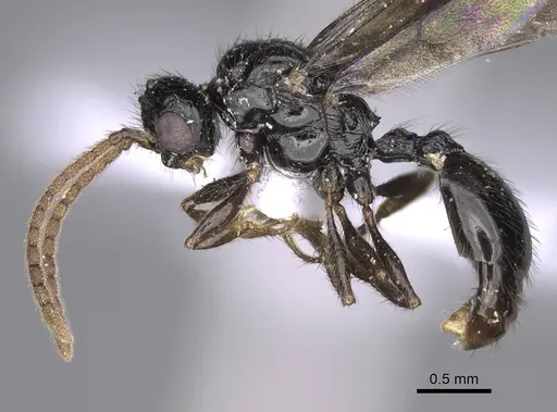 Myrmecina graminicola specimen CASENT0914243 image casent0914243_3